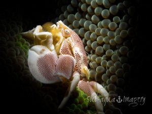 Reading a Book
Porcelain Crab with Snoot by Jan Morton 